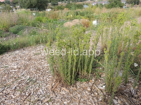 tarweed, cluster